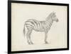 Zebra Sketch-Ethan Harper-Framed Art Print