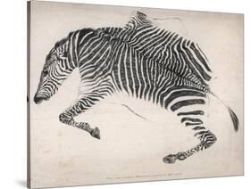 Zebra Skin-null-Stretched Canvas