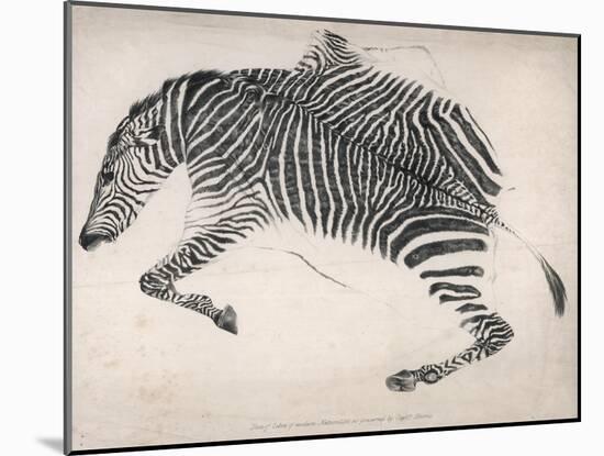 Zebra Skin-null-Mounted Art Print