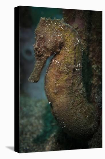 Zebra-Snout Seahorse, Sulawesi, Indonesia-null-Stretched Canvas