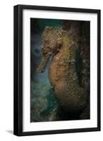 Zebra-Snout Seahorse, Sulawesi, Indonesia-null-Framed Photographic Print