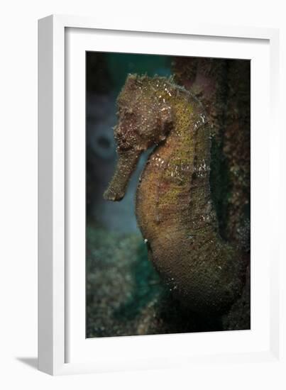 Zebra-Snout Seahorse, Sulawesi, Indonesia-null-Framed Photographic Print