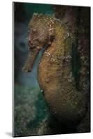 Zebra-Snout Seahorse, Sulawesi, Indonesia-null-Mounted Photographic Print