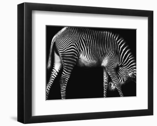 Zebra Solo-Xavier Ortega-Framed Art Print