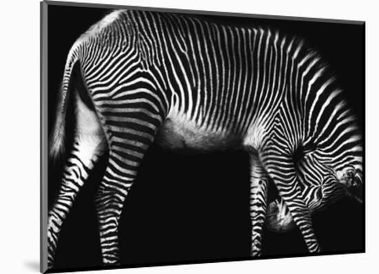 Zebra Solo-Xavier Ortega-Mounted Art Print