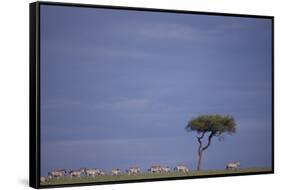 Zebra Standing apart from Herd-DLILLC-Framed Stretched Canvas