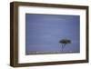 Zebra Standing apart from Herd-DLILLC-Framed Photographic Print