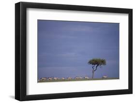 Zebra Standing apart from Herd-DLILLC-Framed Photographic Print