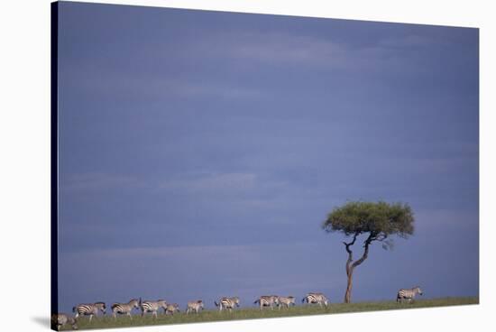 Zebra Standing apart from Herd-DLILLC-Stretched Canvas