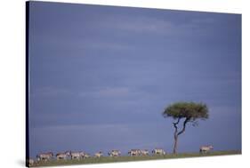 Zebra Standing apart from Herd-DLILLC-Stretched Canvas