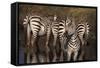 Zebra Standing Watch-DLILLC-Framed Stretched Canvas
