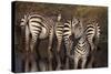 Zebra Standing Watch-DLILLC-Stretched Canvas