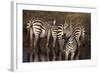 Zebra Standing Watch-DLILLC-Framed Photographic Print