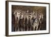 Zebra Standing Watch-DLILLC-Framed Photographic Print
