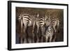 Zebra Standing Watch-DLILLC-Framed Photographic Print