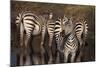 Zebra Standing Watch-DLILLC-Mounted Photographic Print