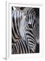 Zebra Stripes-P^ Charles-Framed Art Print