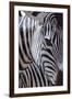 Zebra Stripes-P^ Charles-Framed Art Print