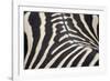 Zebra Stripes-Staffan Widstrand-Framed Giclee Print