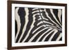 Zebra Stripes-Staffan Widstrand-Framed Giclee Print