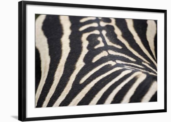 Zebra Stripes-Staffan Widstrand-Framed Giclee Print