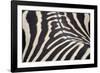 Zebra Stripes-Staffan Widstrand-Framed Giclee Print