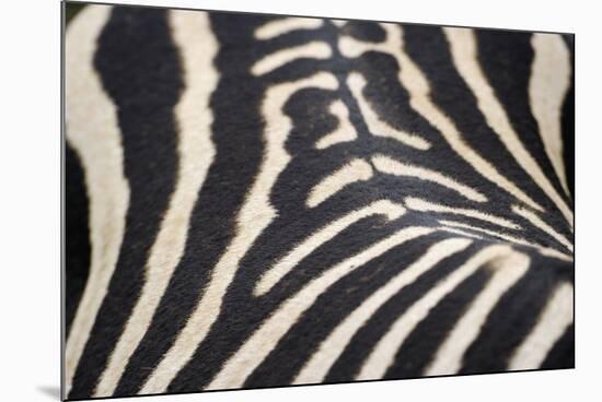 Zebra Stripes-Staffan Widstrand-Mounted Giclee Print