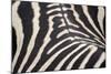 Zebra Stripes-Staffan Widstrand-Mounted Giclee Print