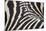Zebra Stripes-Staffan Widstrand-Mounted Giclee Print