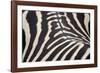 Zebra Stripes-Staffan Widstrand-Framed Giclee Print