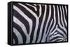 Zebra Stripes-DLILLC-Framed Stretched Canvas