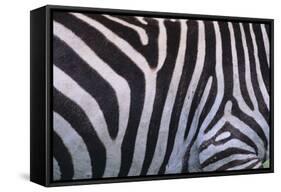Zebra Stripes-DLILLC-Framed Stretched Canvas
