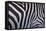 Zebra Stripes-DLILLC-Framed Stretched Canvas