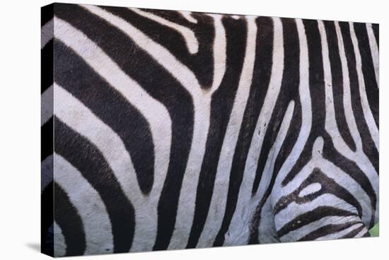 Zebra Stripes-DLILLC-Stretched Canvas