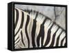 Zebra Stripes-JeremyRichards-Framed Stretched Canvas