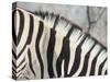 Zebra Stripes-JeremyRichards-Stretched Canvas