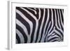 Zebra Stripes-DLILLC-Framed Photographic Print