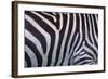 Zebra Stripes-DLILLC-Framed Photographic Print