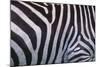 Zebra Stripes-DLILLC-Mounted Photographic Print