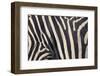 Zebra Stripes-DLILLC-Framed Photographic Print