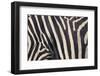 Zebra Stripes-DLILLC-Framed Photographic Print