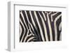 Zebra Stripes-DLILLC-Framed Photographic Print