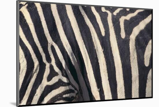 Zebra Stripes-DLILLC-Mounted Photographic Print