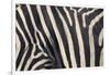 Zebra Stripes-DLILLC-Framed Photographic Print