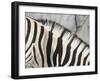 Zebra Stripes-JeremyRichards-Framed Photographic Print