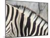 Zebra Stripes-JeremyRichards-Mounted Photographic Print