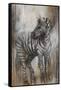 Zebra Study-Rikki Drotar-Framed Stretched Canvas