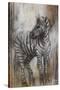 Zebra Study-Rikki Drotar-Stretched Canvas