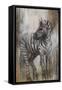 Zebra Study-Rikki Drotar-Framed Stretched Canvas