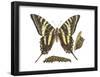 Zebra Swallowtail Butterfly, Caterpillar, and Pupae (Eurytides Marcellus), Insects-Encyclopaedia Britannica-Framed Poster